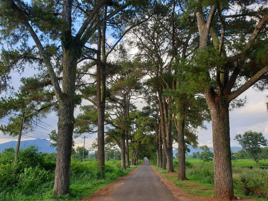 chemin