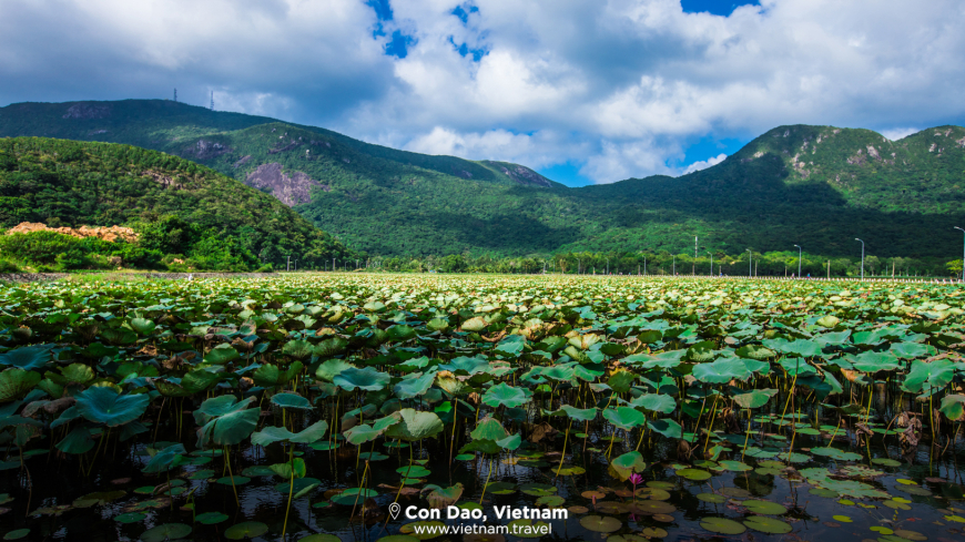 con dao virtual background