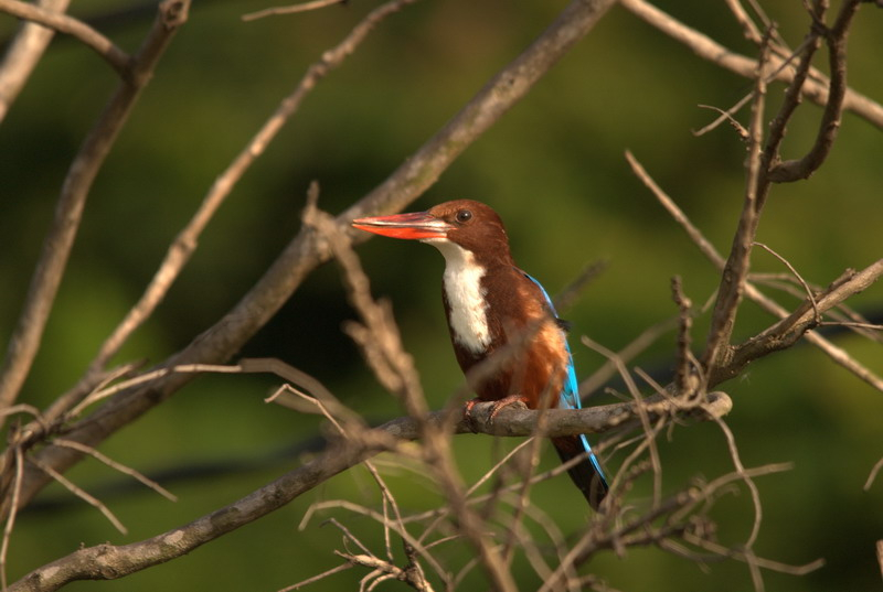 oiseau