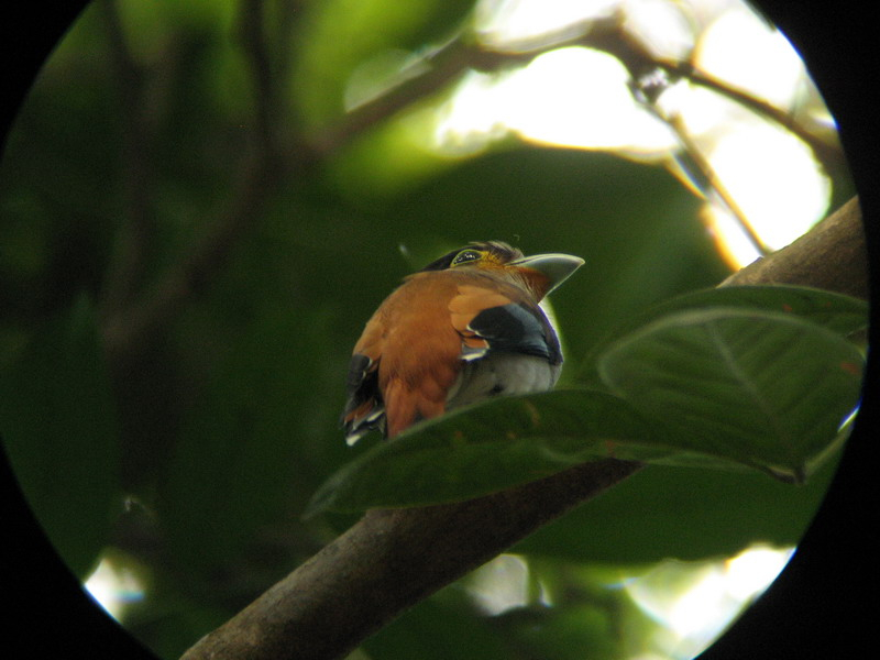 oiseaux