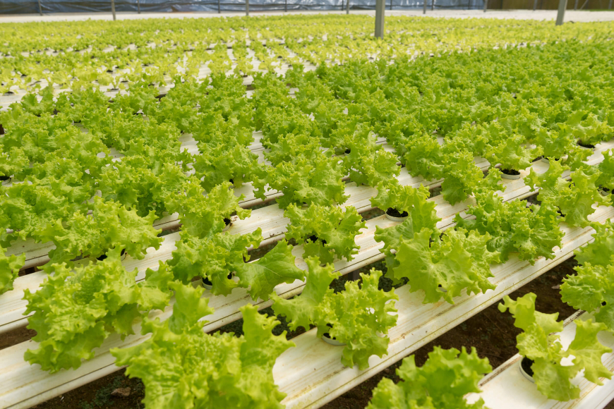 agrotourismus-in-dalat 