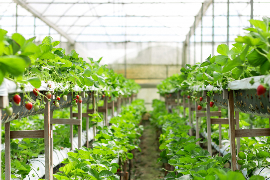 agrotourismus-in-dalat 
