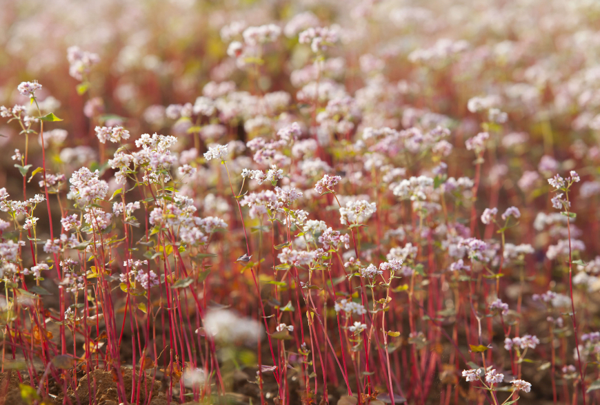 ハザンのソバの花の恵み