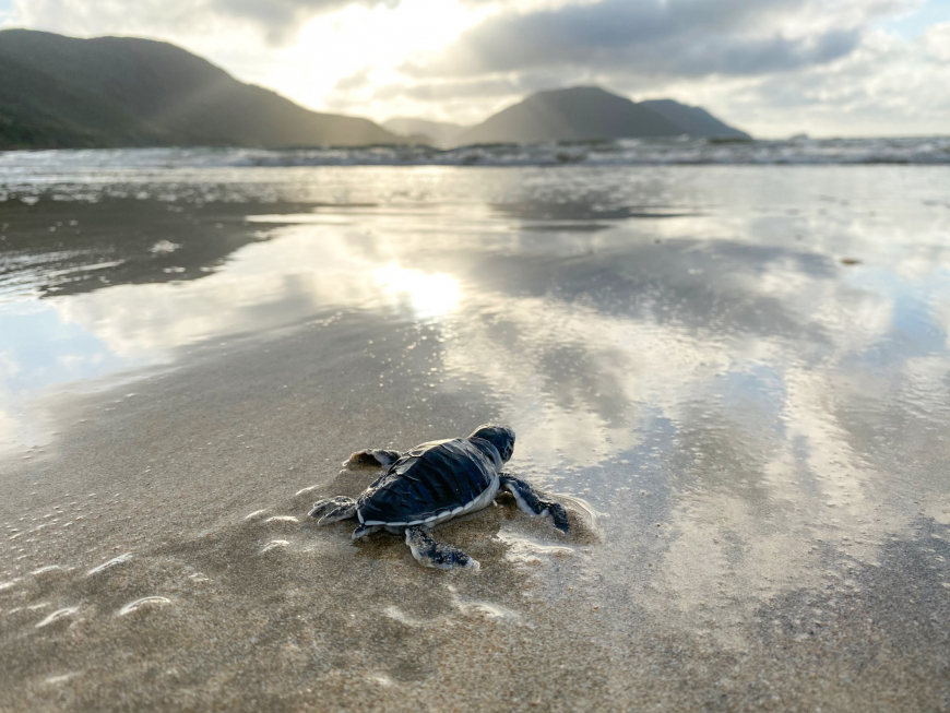 tortue