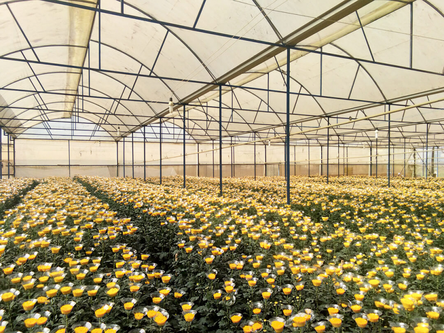 Agrotourismus in Da Lat 