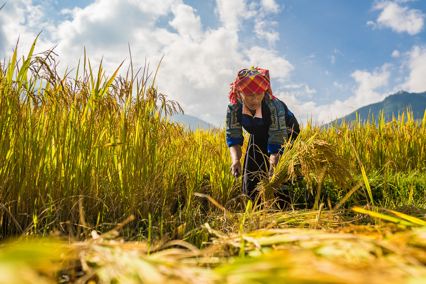 tourisme mu cang chai vietnam
